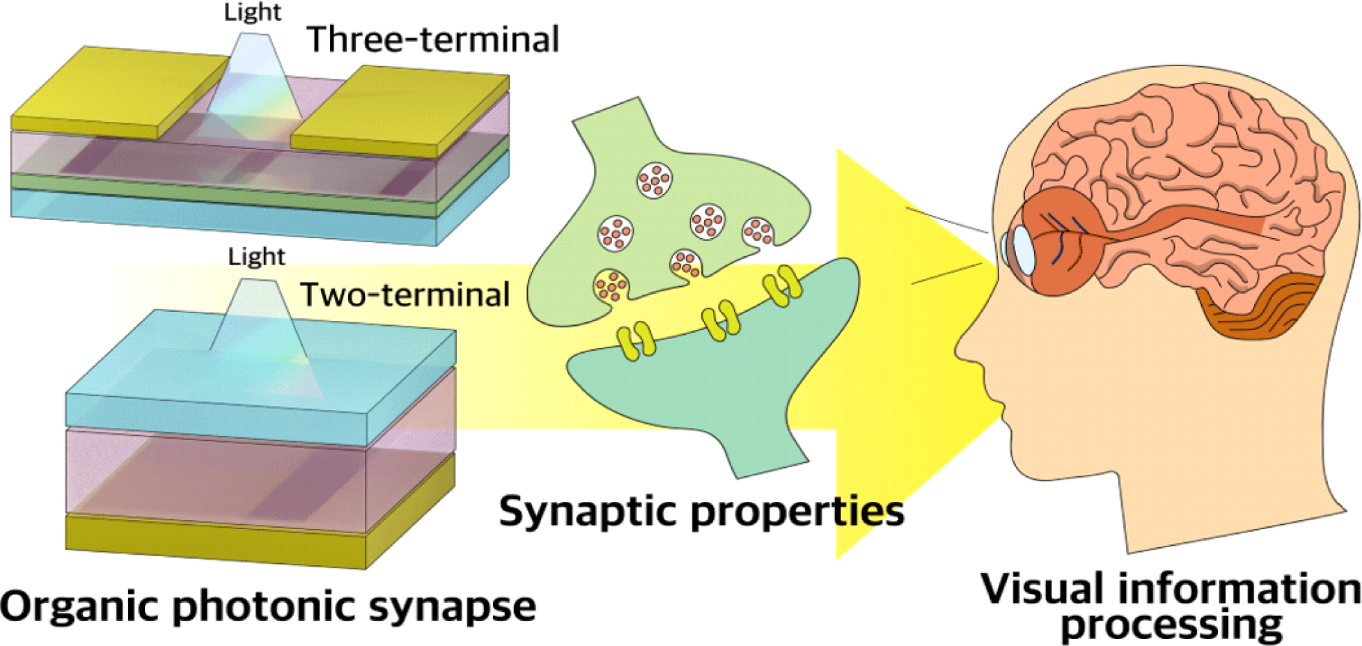 Optoelectronic Artificial Synapses Based on Two-Dimensional  Transitional-Metal Trichalcogenide