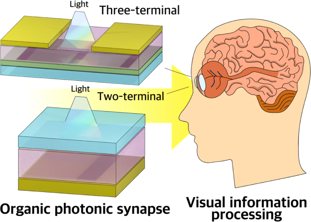 Human brain stimulated by artificial synaptic device